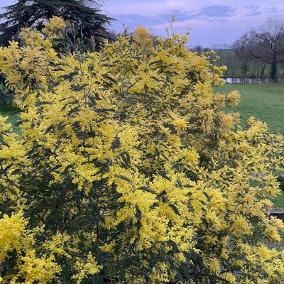 Le mimosa en fleurs