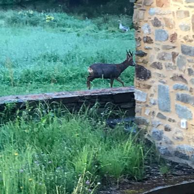 Chevreuil au petit matin