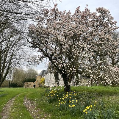 Le magnolia en fleurs